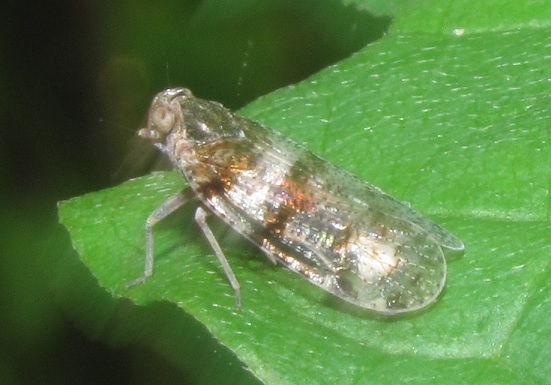 Cixius nervosus Cixiidae Piemonte